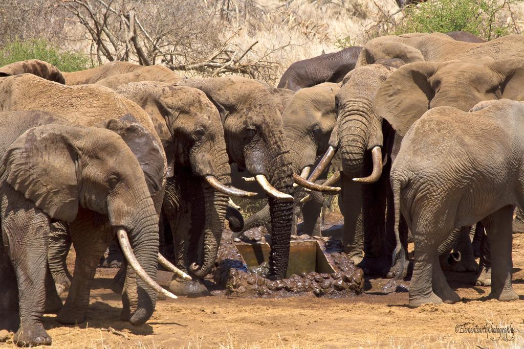 Elerai Camp Ξενοδοχείο Amboseli Εξωτερικό φωτογραφία