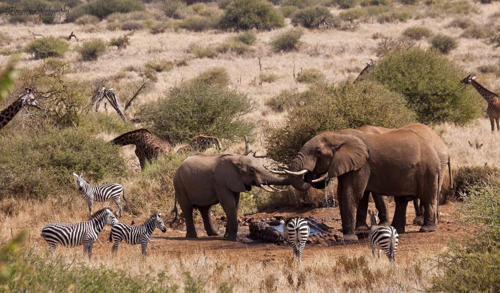 Elerai Camp Ξενοδοχείο Amboseli Εξωτερικό φωτογραφία