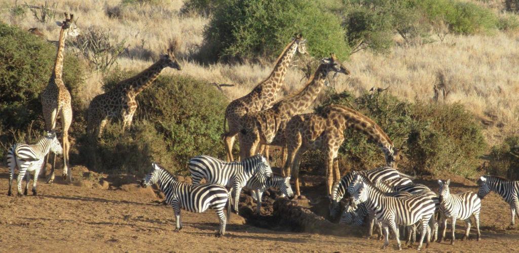 Elerai Camp Ξενοδοχείο Amboseli Εξωτερικό φωτογραφία